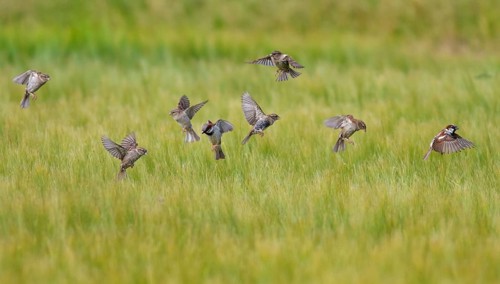 House Sparrow (Passer domesticus), flock in flight over cereal field, Seahouses, United Kingdom,