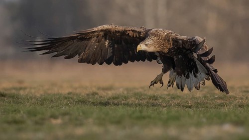 White-tailed Eagle (Haliaeetus albicilla) subadult flying, Subotica, Hungary, Europe