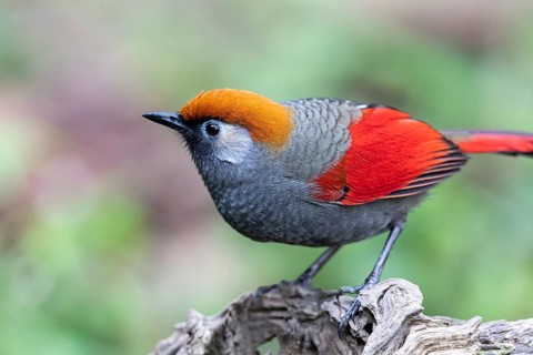 Red-tailed Laughingthrush (Trochalopteron milnei sharpei), Yunnan, China, Asia