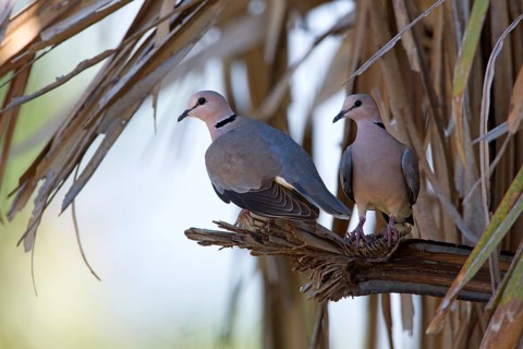 Vinaceous Dove (Streptopelia vinacea) pair perched on a branch, Uganda, Africa