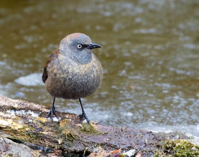 Rusty Blackbird, Euphagus carolinus, in winter plumage, perched at a pond in Saskatoon,