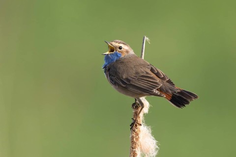 Bluethroat (Luscinia svecica cyanecula) male singing from cattail, Netherlands