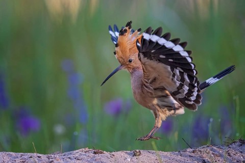 Eurasian Hoopoe (Upupa epops) flying, Saxony, Germany, Europe