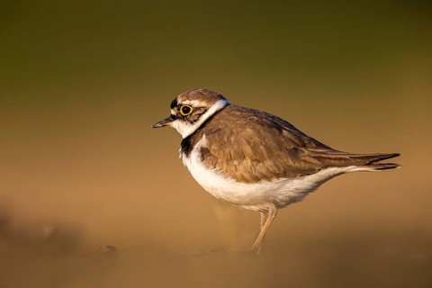 Little Ringed Plover (Charadrius dubius), North Rhine-Westphalia, Germany, Europe