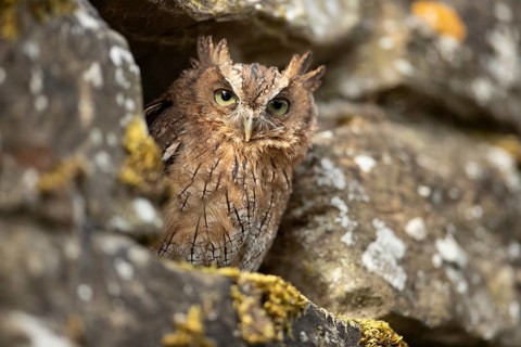 Tropical Screech Owl (Megascops choliba) captive, juvenile, Germany, Europe