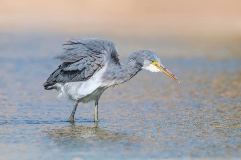 Western Reef Heron (Egretta gularis), Eilat, Israel, Asia