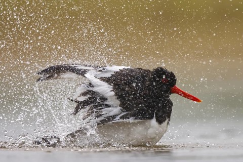 Eurasian Oystercatcher (Haematopus ostralegus) bathing, North Rhine-Westphalia, Germany, Europe
