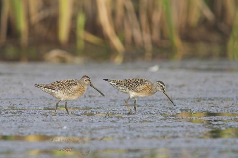 Short-billed Dowitcher (Limnodromus griseus), Ontario, Canada, North America