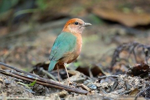 Rusty-naped Pitta (Hydrornis oatesi), Pahang, Malaysia, Asia