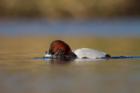Common Pochard (Aythya ferina) male, Utrecht, Netherlands