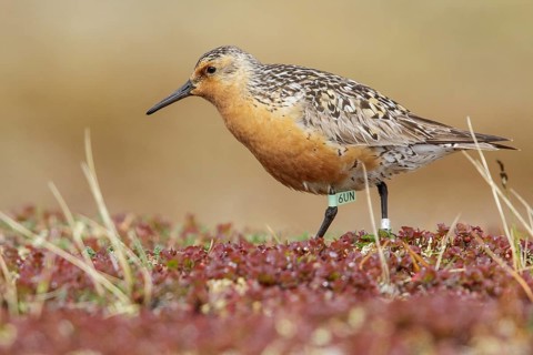 Red Knot (Calidris canutus) perched on the tundra in Nome, Alaska