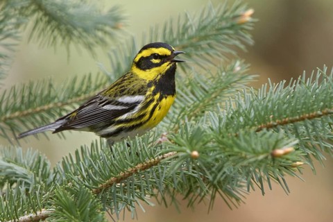 Townsend's Warbler (Setophaga townsendi) singing, British Columbia, Canada, North America