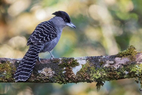 Giant Antshrike (Batara cinerea) perched on a branch in the Atlantic rainforest of southeast Brazil