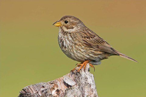 Corn Bunting (Emberiza calandra), Bulgaria, Europe
