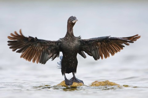 Pygmy Cormorant (Microcarbo pygmeus), Croatia, Europe