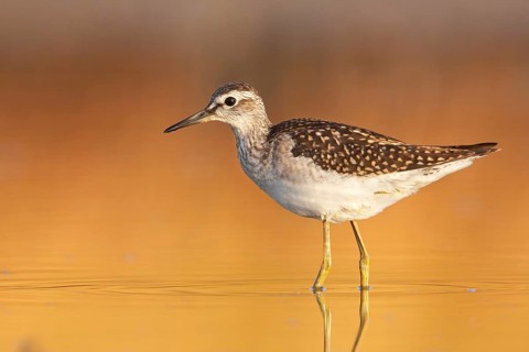 Wood Sandpiper (Tringa glareola), Greece, Europe