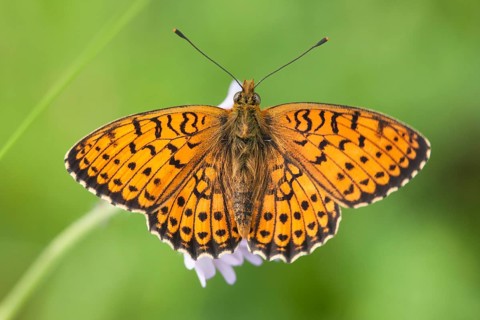 Brenthis hecate - Twin-spot Fritillary - Saumfleck-Perlmuttfalter, Croatia, imago, Europe
