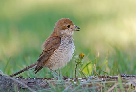 Red-backed Shrike (Lanius collurio) female calling on ground, Aosta Valley, Italy, Europe