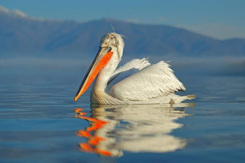 Bird landing to the blue lake water. Bird fly. Dalmatian pelican, Pelecanus crispus, landing in