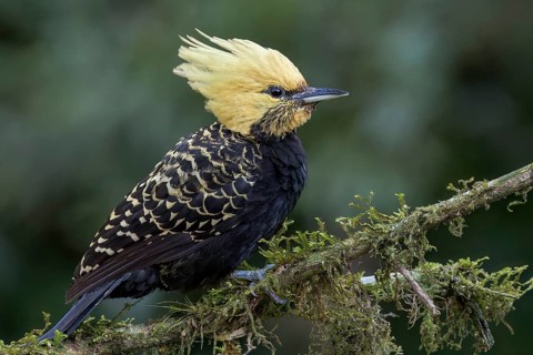 Blond-crested Woodpecker (Celeus flavescens) perched on a branch in the Atlantic Rainforest of