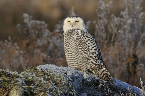Snowy Owl (Bubo scandiacus), British Columbia, Canada, North America