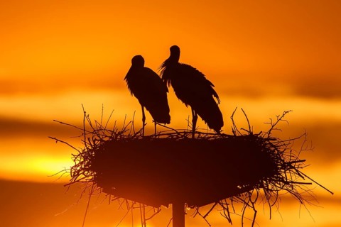 White Stork (Ciconia ciconia) pair on nest, Poland, Europe