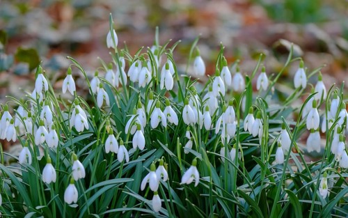 Snowdrops (Galanthus), Southern Palatinate, Rhineland-Palatinate, Germany, Europe