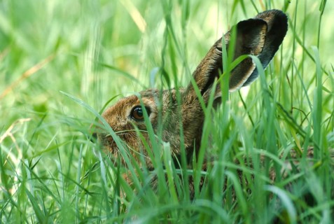 European brown hare (Lepus europaeus) sitting in its manger in a meadow, North Rhine-Westphalia,