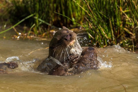 An otter playing violently in the water with a splash fountain, European otter (Lutra lutra),