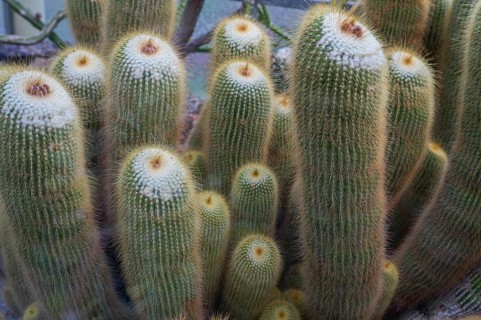 Cacti (Micranthocereus strecker), Botanical Garden Erlangen, Middle Franconia, Bavaria, Germany,