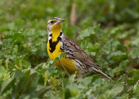 Western Meadowlark (Sturnella neglecta)