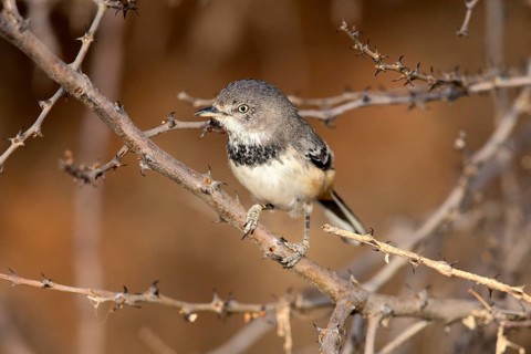 Banded Parisoma (Sylvia boehmi), Ethiopia, Africa