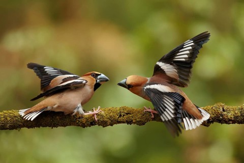 Appelvink mannen vechtend op stok, Hawfinch males fighting on branch
