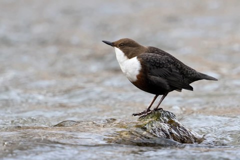 White-throated Dipper (Cinclus cinclus), North Rhine-Westphalia, Germany, Europe
