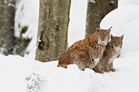 Eurasian lynx (Lynx lynx), mother sitting with cubs in the snow, captive, Germany, Europe
