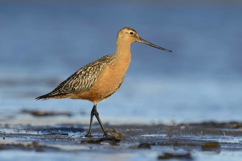 Bar-tailed Godwit (Limosa lapponica), Alaska, USA, North America
