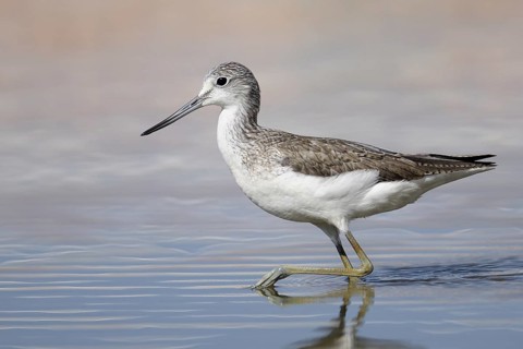 Common Greenshank (Tringa nebularia), Gambia, Africa