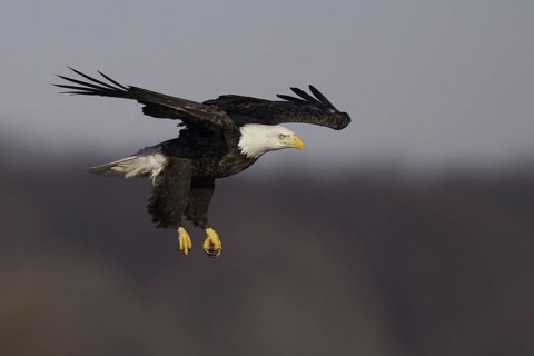 Bald Eagle (Haliaeetus leucocephalus) flying, Iowa, USA, North America