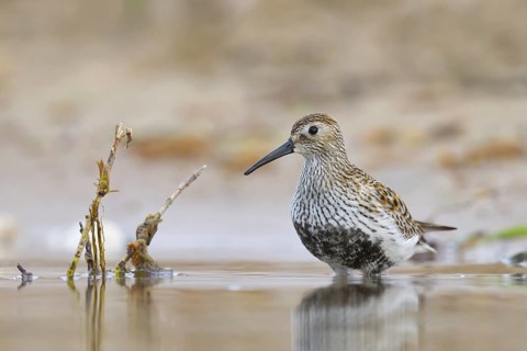 Dunlin (Calidris alpina) foraging, North Rhine-Westphalia, Germany, Europe