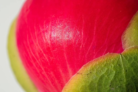Bud just in front of flowering, pink peony (Paeonia) against a white background