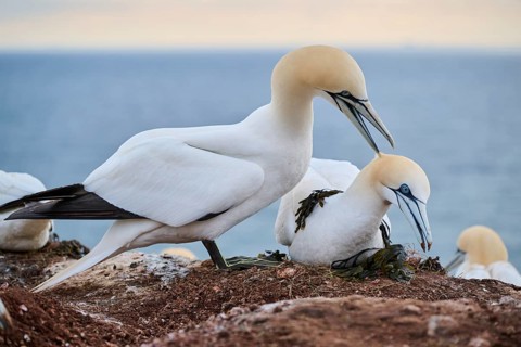 Northern gannet (Morus bassanus) couple before a love game on the cliff, wildlife, Helgoland,