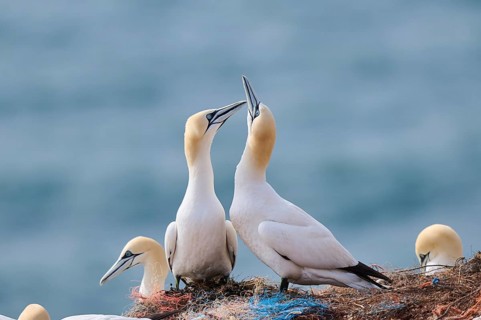 Northern gannet (Morus bassanus) greet each other with their beaks in the colony, at sunset,