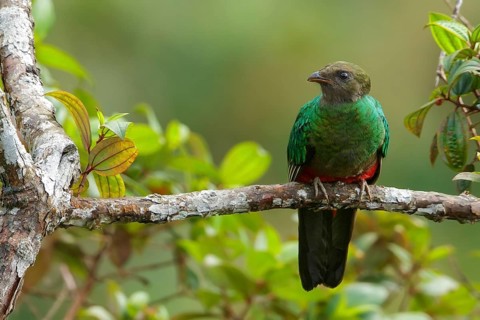Golden-headed Quetzal (Pharomachrus auriceps) perched on a branch in the Andes Mountains of