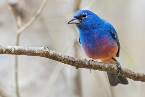 Rose-bellied Bunting (Passerina rositae) perched on a branch in Oaxaca, Mexico, Central America