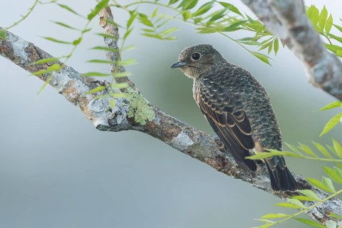 Blue Cotinga (Cotinga nattererii) perched on a branch in Panama