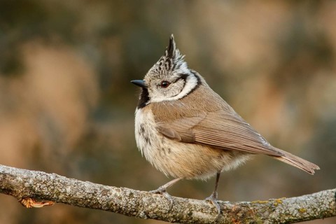 European Crested Tit (Lophophanes cristatus), perched on a branch, Castile and Leon, Spain, Europe