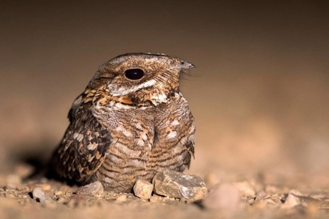 Red-necked Nightjar (Caprimulgus ruficollis) on ground, Andalusia, Spain, Europe