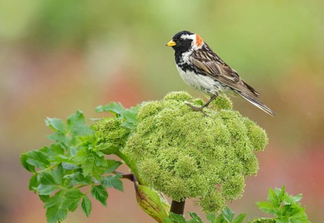 Lapland Longspur (Calcarius lapponicus) male on plant, Alaska, USA, North America