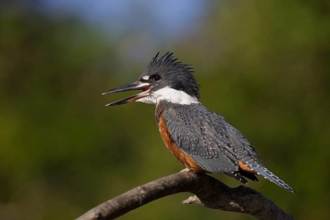 Ringed Kingfisher (Megaceryle torquata), Mato Grosso, Brazil, South America