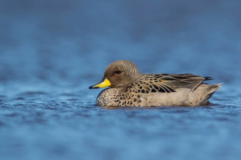 Speckled Teal (Anas flavirostris) swimming on a small pond in the Falkland Islands